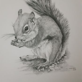 Drawing titled "Eastern Gray Squirr…" by Chul Hong Park, Original Artwork, Pencil