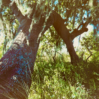 Photography titled "Eternal Oaks" by Charlotte Daigle, Original Artwork, Digital Photography