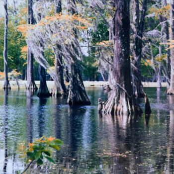 Fotografia intitolato "In Praise of Cypress" da Charlotte Daigle, Opera d'arte originale, Fotografia digitale