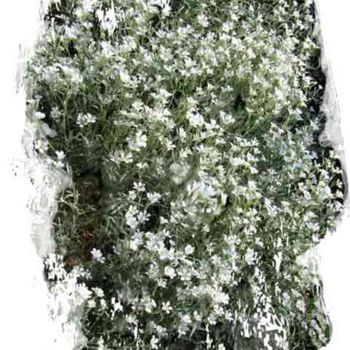 Fotografia zatytułowany „little white flowers” autorstwa Richard Raveen Chester, Oryginalna praca