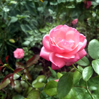 "Pink Rose" başlıklı Fotoğraf China Alicia Rivera tarafından, Orijinal sanat, Fotoşopsuz fotoğraf