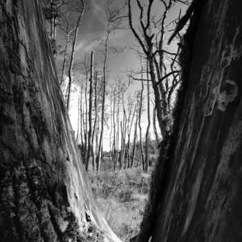 Fotografía titulada "Lost trees" por Christian Schwarz, Obra de arte original, Fotografía digital
