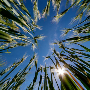 Photographie intitulée "Gerste und Himmel" par Chris Schäfer, Œuvre d'art originale, Photographie numérique