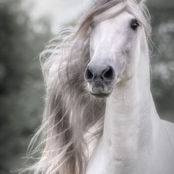 Photographie intitulée "Beauty" par Christa Merk, Œuvre d'art originale, Photographie numérique