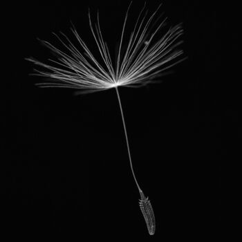 Photography titled "Walkside Flower #4" by Christophe Aubry, Original Artwork, Digital Photography