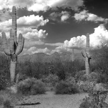 Fotografia zatytułowany „Saguaro cacti in th…” autorstwa Christopher L Smith, Oryginalna praca, Fotografia cyfrowa