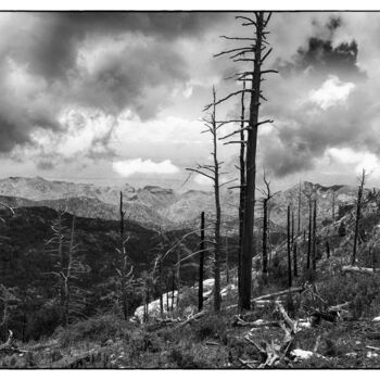 Fotografía titulada "Fire damaged trees…" por Christopher L Smith, Obra de arte original, Fotografía digital