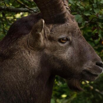 摄影 标题为“Alpine Ibex Profile…” 由Claudia Tavares, 原创艺术品, 非操纵摄影