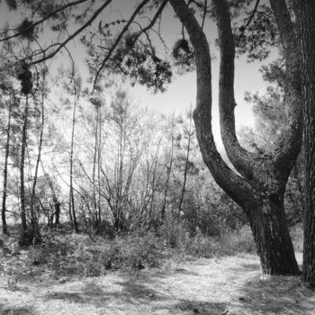 Photographie intitulée "douceur-de-vivre.jpg" par Chupalia, Œuvre d'art originale