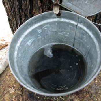 Photography titled "Maple Sap #3" by Cynthia Brown Yackenchick, Original Artwork