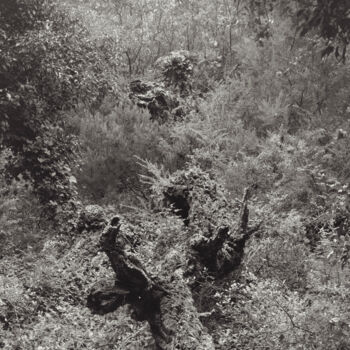 Fotografía titulada "The Forest - 02" por Cyril Bquart, Obra de arte original, Fotografía analógica