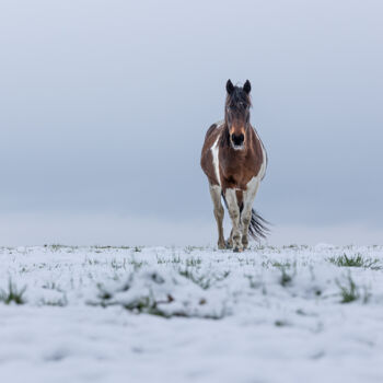 Photography titled "Horse" by Dan Beaureperre, Original Artwork, Non Manipulated Photography