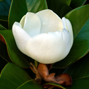 Φωτογραφία με τίτλο "Magnolia Grandiflor…" από Daniel Ravel, Αυθεντικά έργα τέχνης, Ψηφιακή φωτογραφία