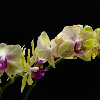 摄影 标题为“Orchid” 由Daniel Ravel, 原创艺术品, 数码摄影