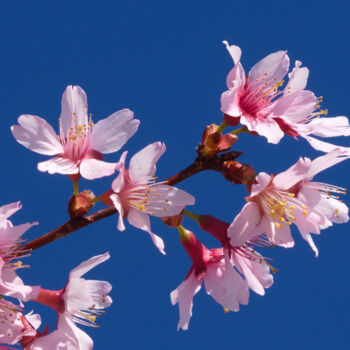 Fotografie getiteld "Cherry Blossoms" door Daniel Ravel, Origineel Kunstwerk, Digitale fotografie