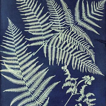 Gravures & estampes intitulée "Pteris aquilina" par Benoît Dardier, Œuvre d'art originale, Monotype