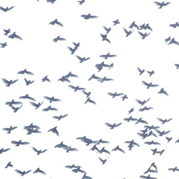 Photographie intitulée "Birds (Work 102)" par Darelen, Œuvre d'art originale, Photographie numérique