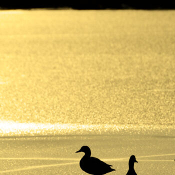 Фотография под названием "evening ducks" - David Page, Подлинное произведение искусства, Цифровая фотография