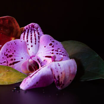 Photography titled "Orchidaceae" by Davide Marino, Original Artwork, Digital Photography Mounted on Wood Stretcher frame