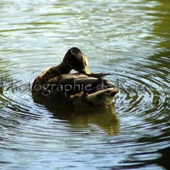 Photography titled "Ambiance Zen" by Rose Dali, Original Artwork