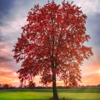 摄影 标题为“Lonely red tree” 由Dejan Travica, 原创艺术品, 数码摄影