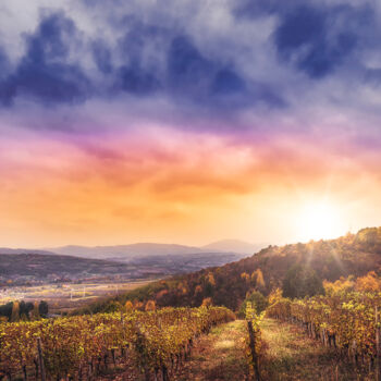 Photography titled "Oplenac vineyards" by Dejan Travica, Original Artwork, Digital Photography