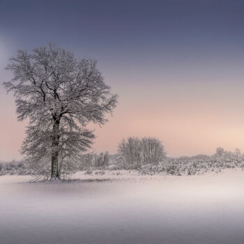Фотография под названием "Winter tree" - Dejan Travica, Подлинное произведение искусства, Цифровая фотография