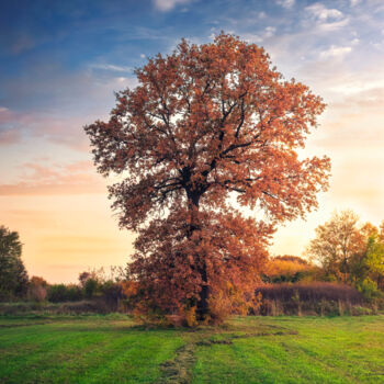 Photographie intitulée "Golden oak tree in…" par Dejan Travica, Œuvre d'art originale, Photographie numérique