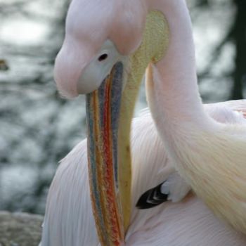 Photography titled "pelican" by Denis Figorito, Original Artwork