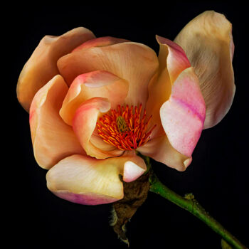 Photographie intitulée "Magnolia 2" par Derek Harris, Œuvre d'art originale, Photographie non manipulée