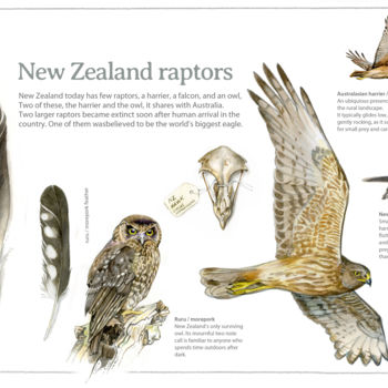 Pittura intitolato "New Zealand raptors" da Desmond Bovey, Opera d'arte originale