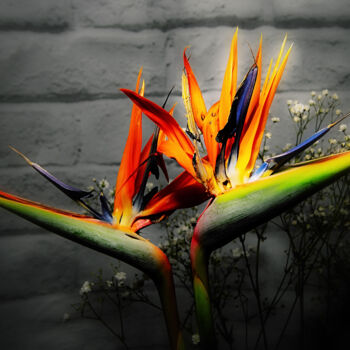 Fotografía titulada "Fleur oiseau de par…" por Didier Bloch, Obra de arte original, Fotografía digital