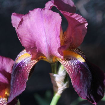Photographie intitulée "Iris mauve" par Didier Piron, Œuvre d'art originale