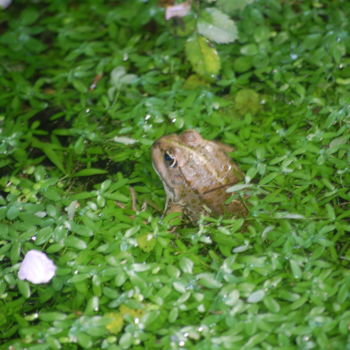 Photographie intitulée "La grenouille" par Didier Piron, Œuvre d'art originale