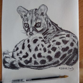 Drawing titled "Common Genet" by Didier Plouviez, Original Artwork, Ballpoint pen