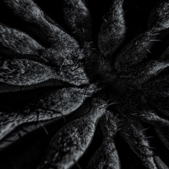 Fotografía titulada "Cereus hildmannianu…" por Didier Van Der Borght, Obra de arte original, Fotografía digital