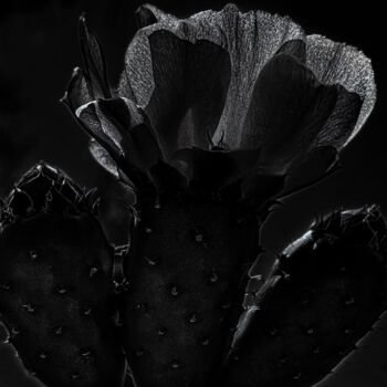 摄影 标题为“Opuntia humifusa” 由Didier Van Der Borght, 原创艺术品, 数码摄影