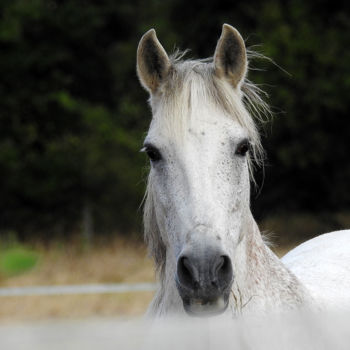 Photographie intitulée "Chevaux blancs -2" par Didier Cayet, Œuvre d'art originale