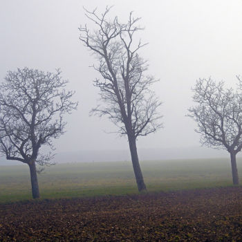 Photographie intitulée "Trois trees" par Didier Cayet, Œuvre d'art originale