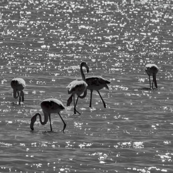 Photography titled "Flamingos under the…" by Dimitrios Paterakis, Original Artwork, Digital Photography