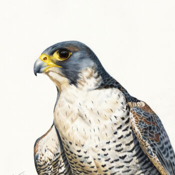 Pintura titulada "PEREGRINE FALCON" por Dmitrii Kastalskii, Obra de arte original, Acuarela