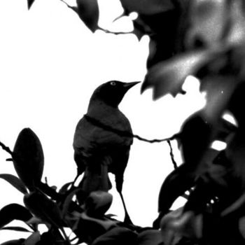 Photography titled "Blackbird" by Dmorco, Original Artwork