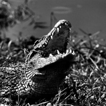 Photographie intitulée "Crocodile. Cuba" par Dominique Leroy, Œuvre d'art originale