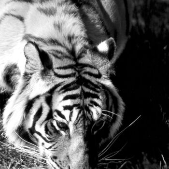 Φωτογραφία με τίτλο "Tigre du Bengale. I…" από Dominique Leroy, Αυθεντικά έργα τέχνης