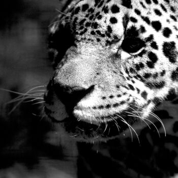 Photographie intitulée "Jaguar. Inde" par Dominique Leroy, Œuvre d'art originale
