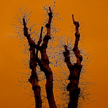 Photographie intitulée "Arbres dentelés." par Dominique Sandor, Œuvre d'art originale