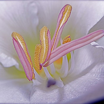 Photographie intitulée "Plein coeur." par Dominique Sandor, Œuvre d'art originale