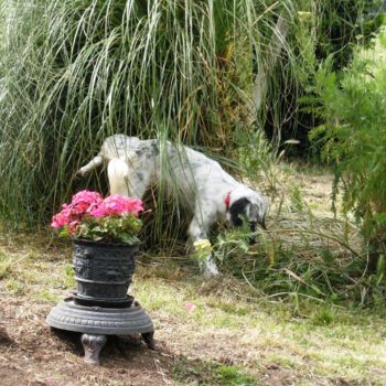 "arrosage automatique" başlıklı Fotoğraf Dominique Missler tarafından, Orijinal sanat, Dijital Fotoğrafçılık