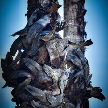 "Palm Tree 1" başlıklı Fotoğraf Dorothy Gales'Eyes tarafından, Orijinal sanat, Dijital Fotoğrafçılık