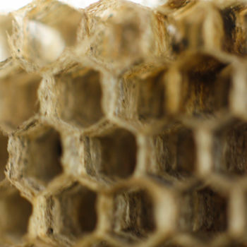 Photography titled "HoneyComb" by Douglas Delgado, Original Artwork